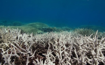 Great Barrier Reef at risk of bleaching and coral death